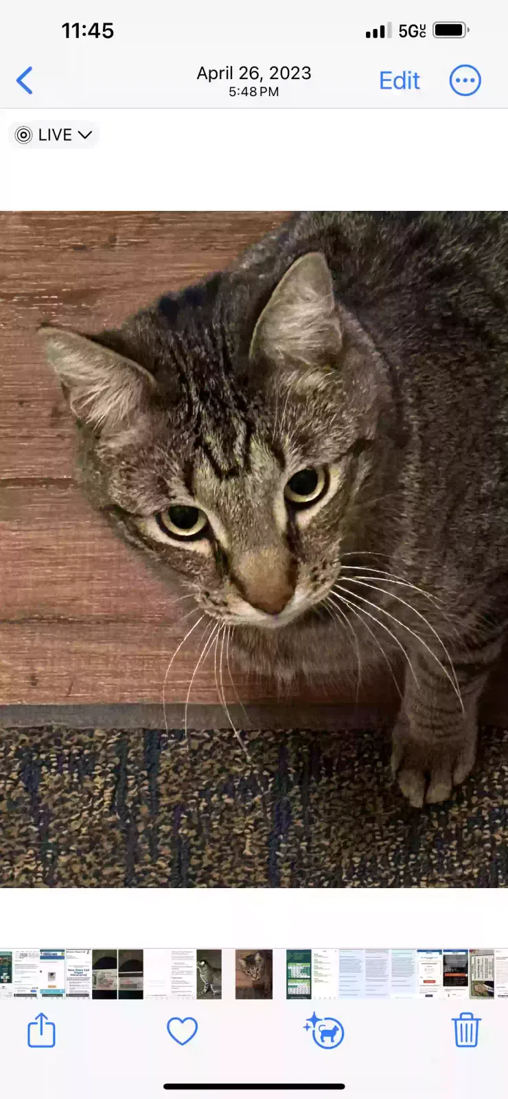 Lost cat in Greenville, TX, 75401