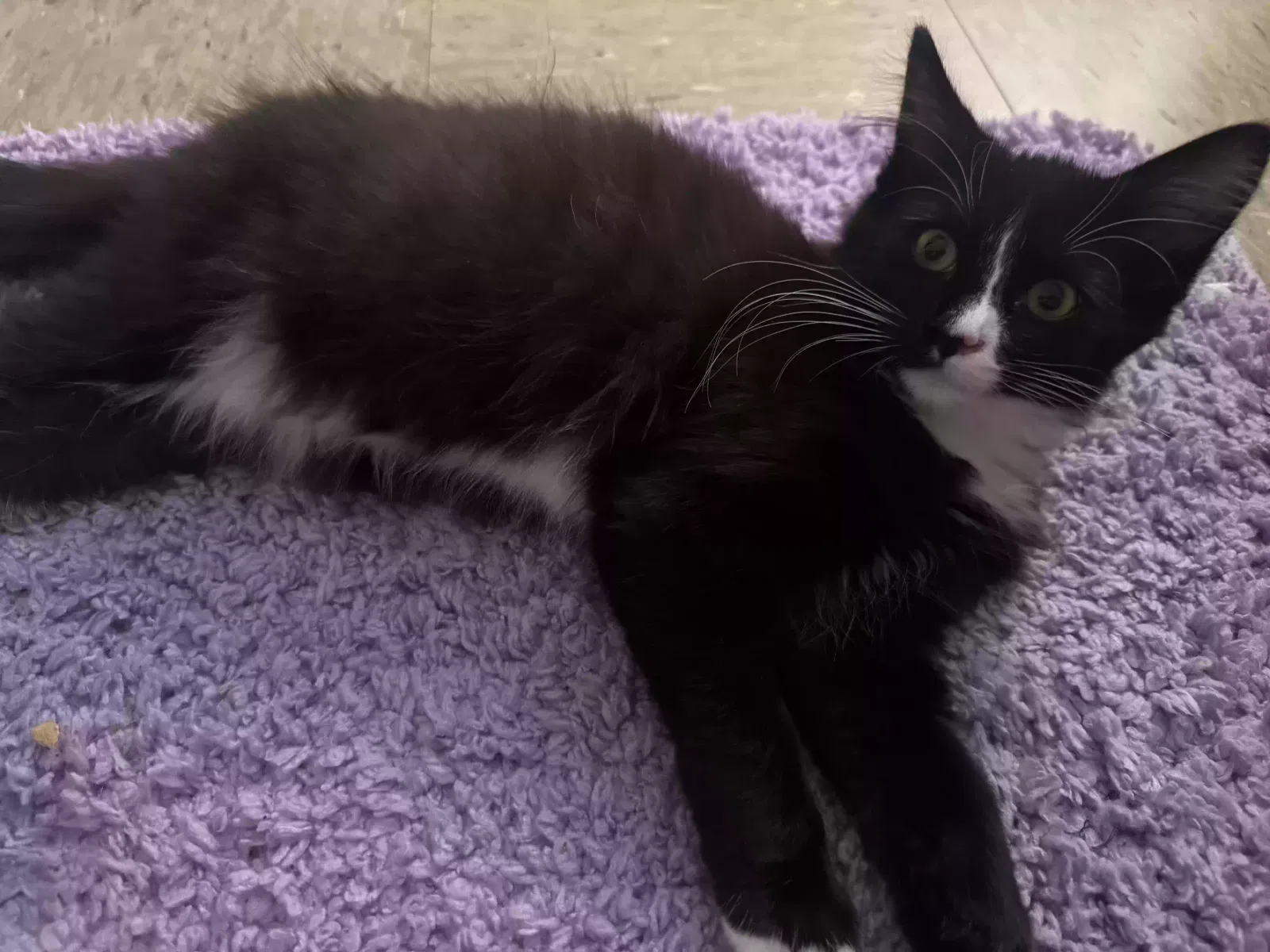 Lost cat in Chesapeake, VA, 23323