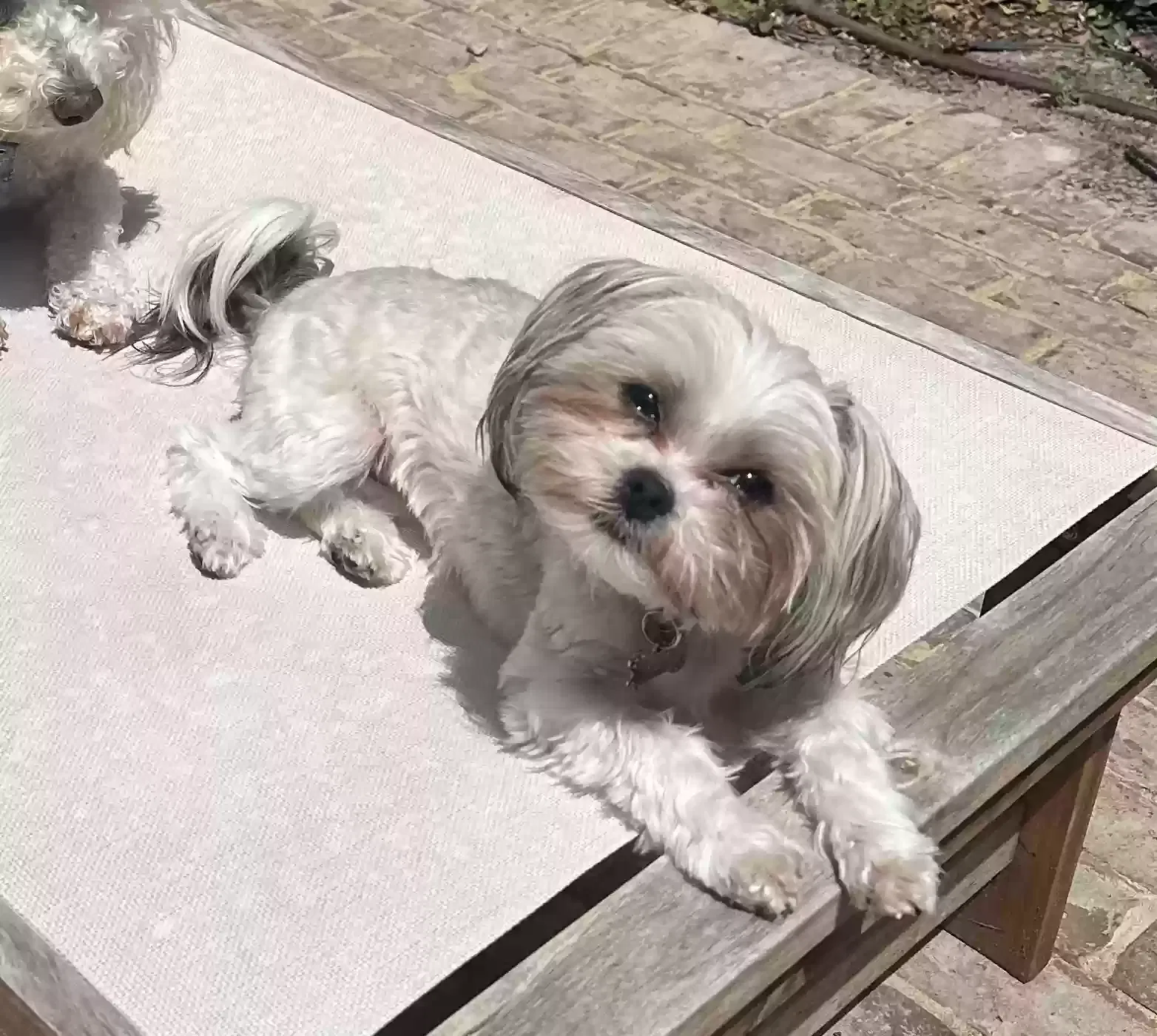 Lost dog in Charleston, SC, 29401