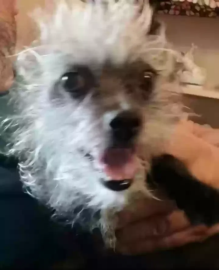 Lost dog in El Paso, TX, 79924