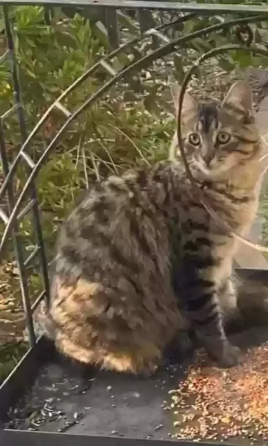 Lost cat in Altadena, CA, 91001