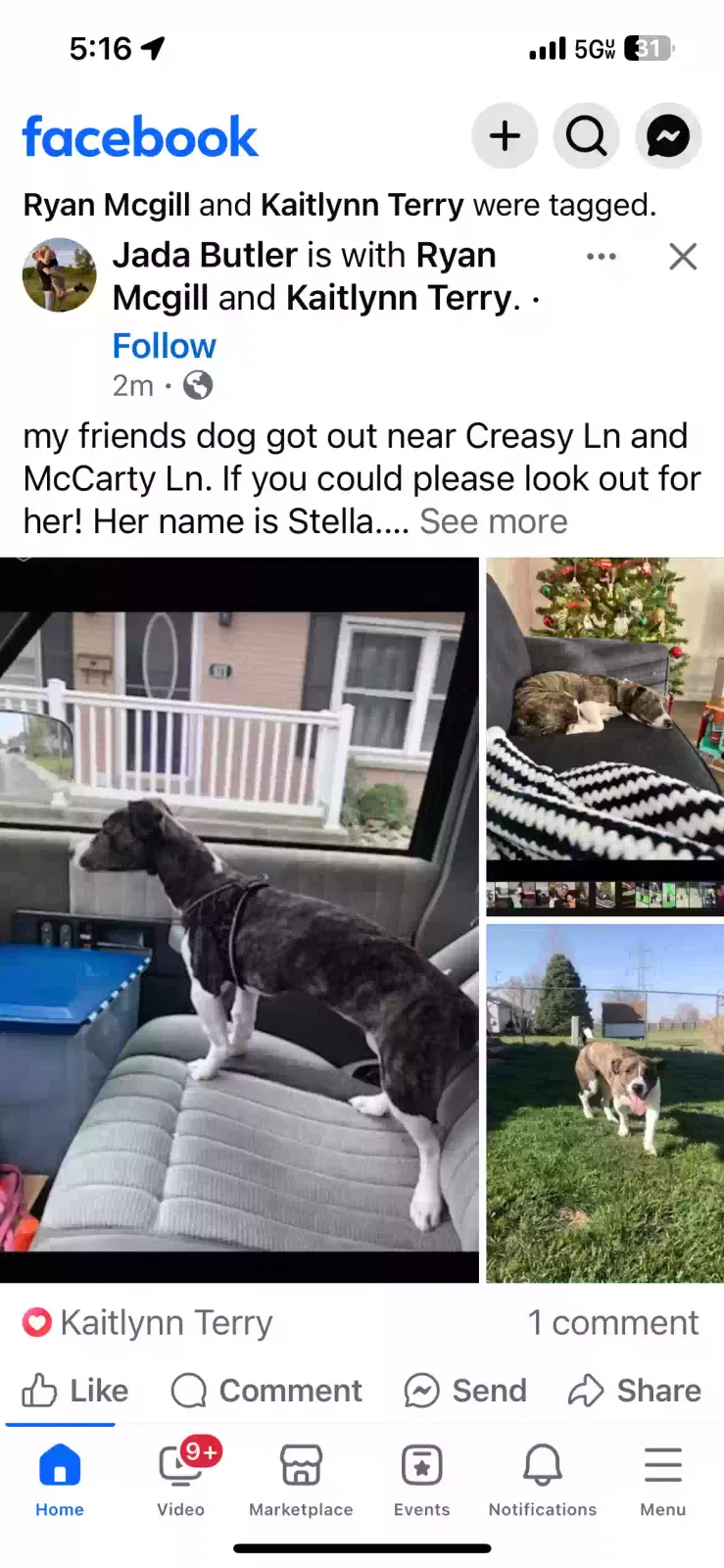 Lost dog in Lafayette, IN, 47905