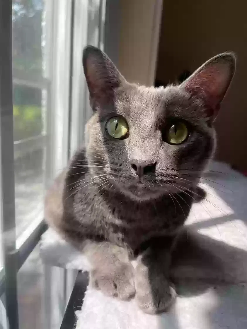 Lost cat in Springfield, VA, 22150