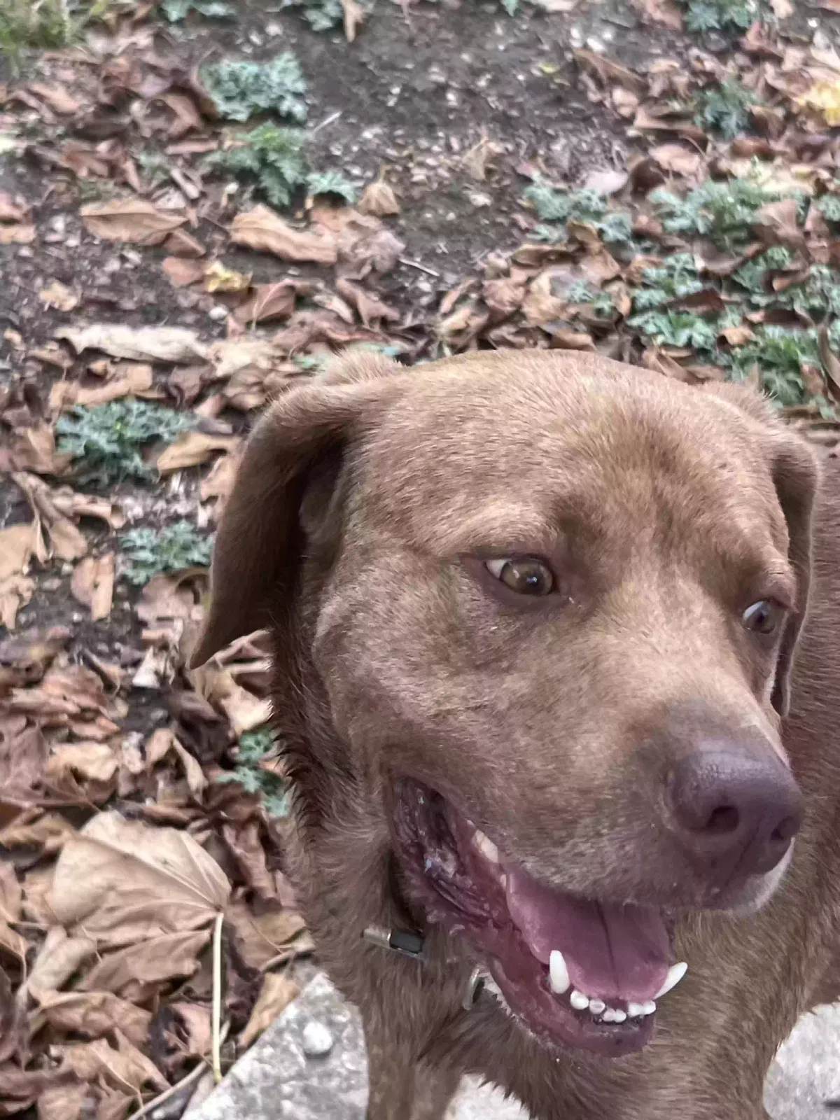 Found dog in Howe, TX, 75459