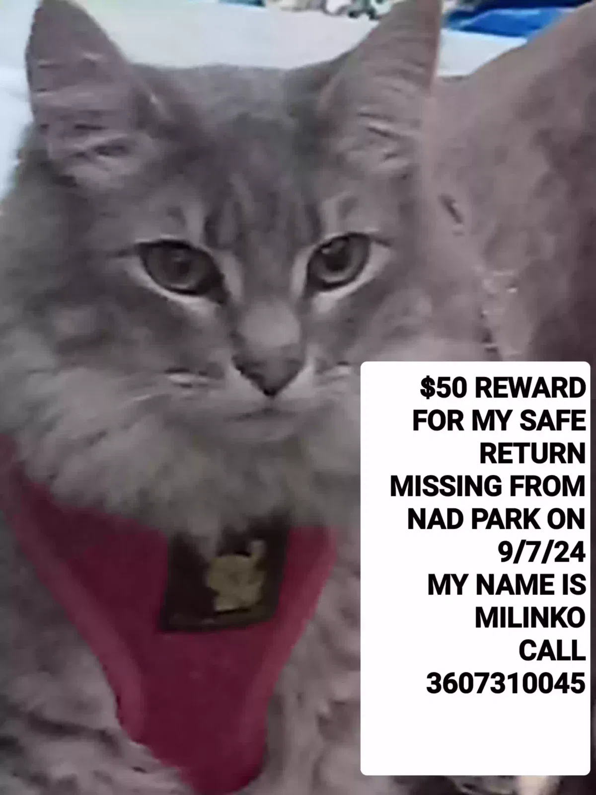 Lost cat in Bremerton, WA, 98312