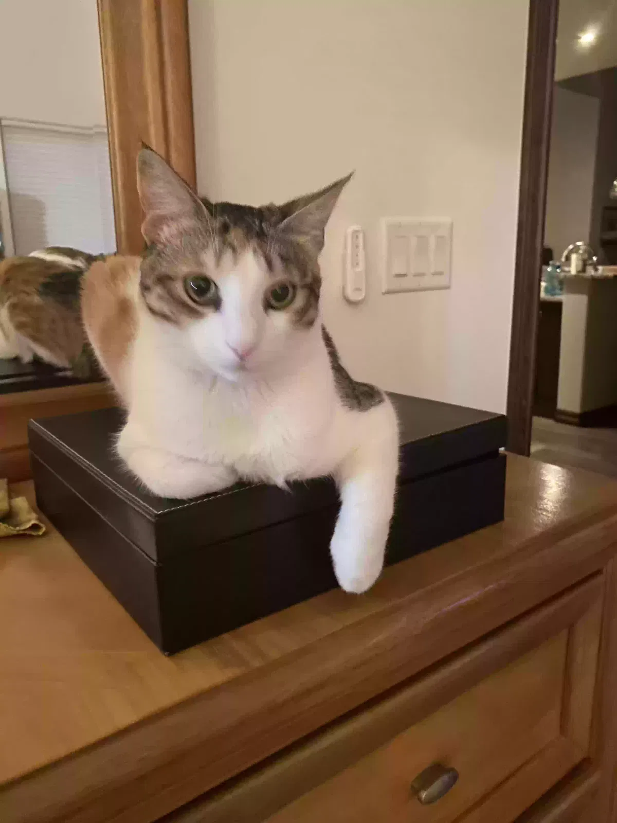 Lost cat in Albuquerque, NM, 87114