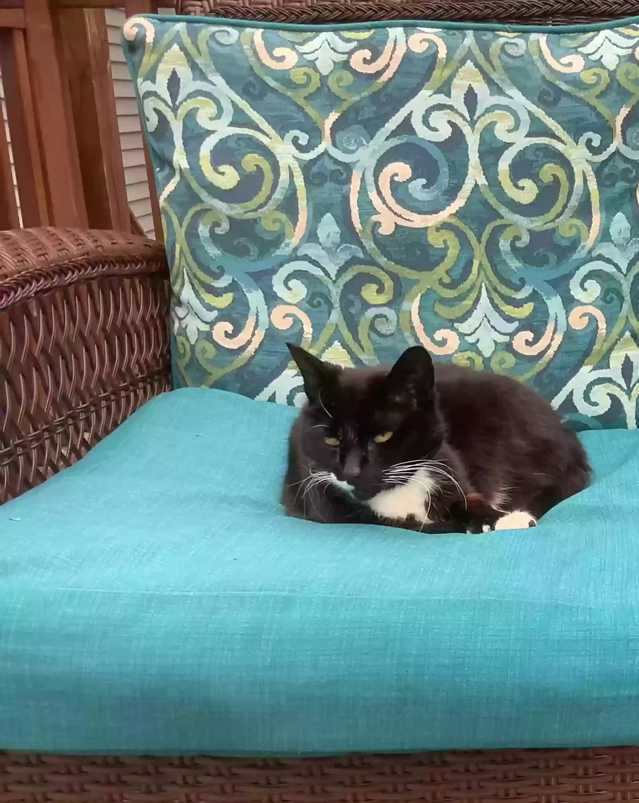 Lost cat in Peterborough, NH, 3458