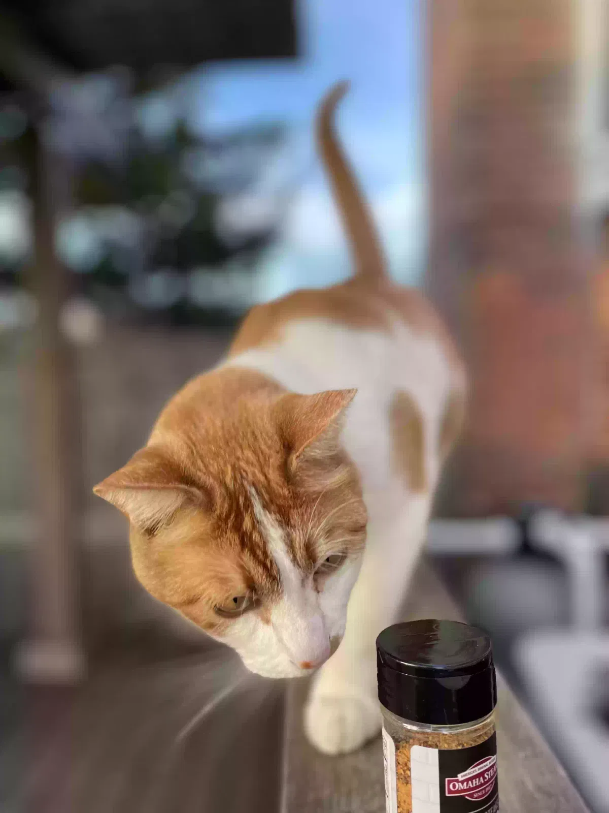 Lost cat in Cement, OK, 73017