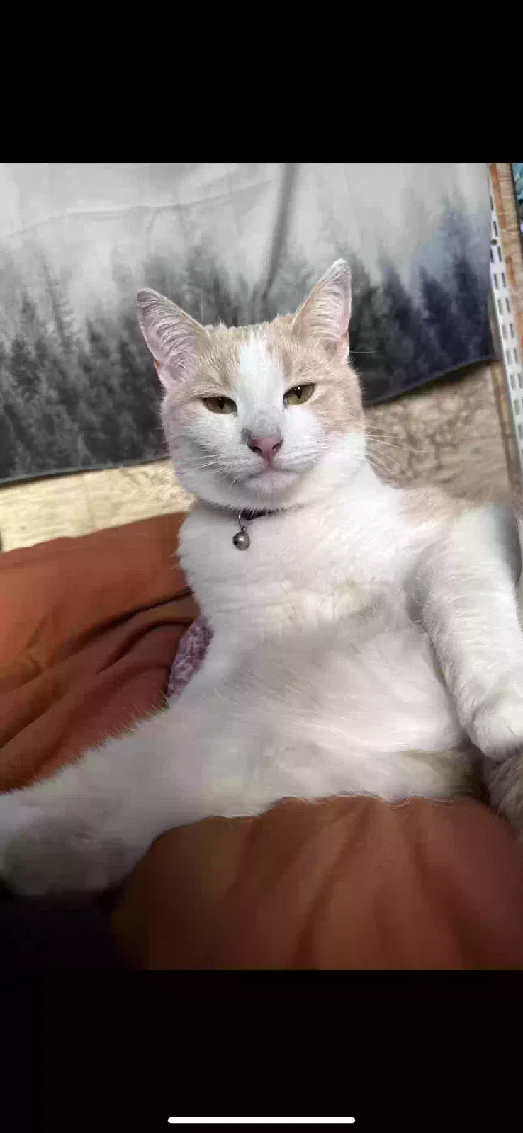 Lost cat in Vernon, AZ, 85940