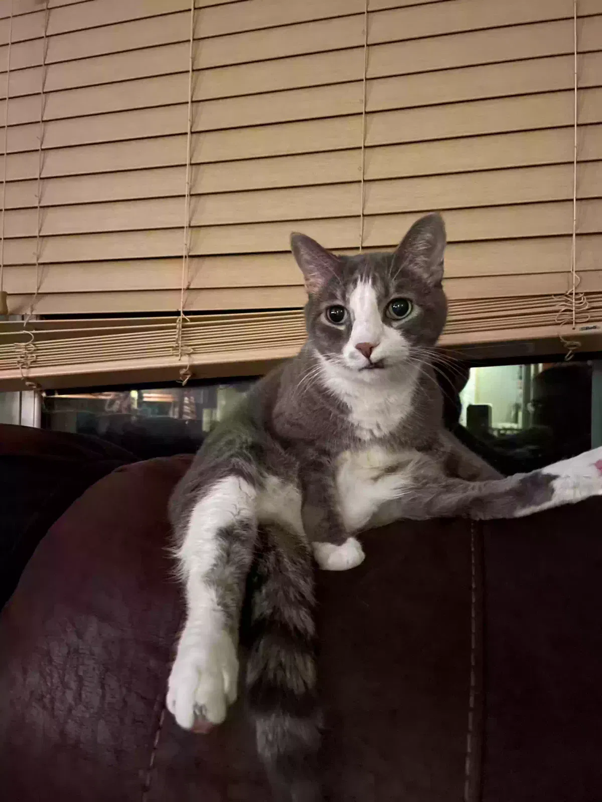 Lost cat in Rosemount, MN, 55068