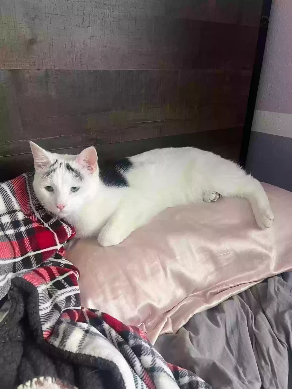 Lost cat in Detroit Lakes, MN, 56501
