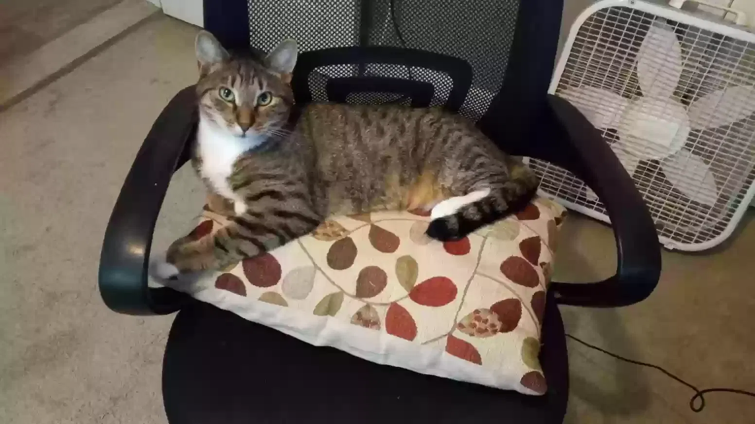 Lost cat in Middletown, NY, 10940