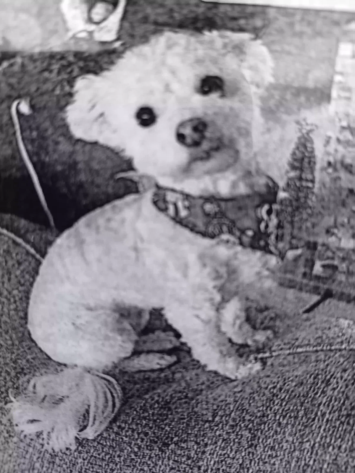 Lost dog in Defiance, OH, 43512