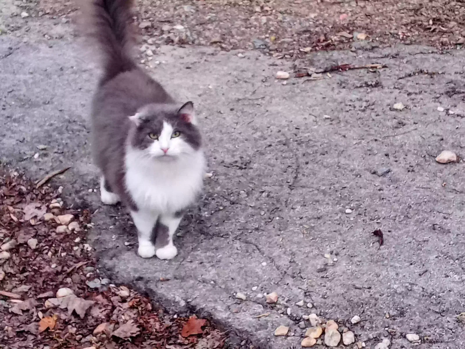 Lost cat in Powell, TN, 37849