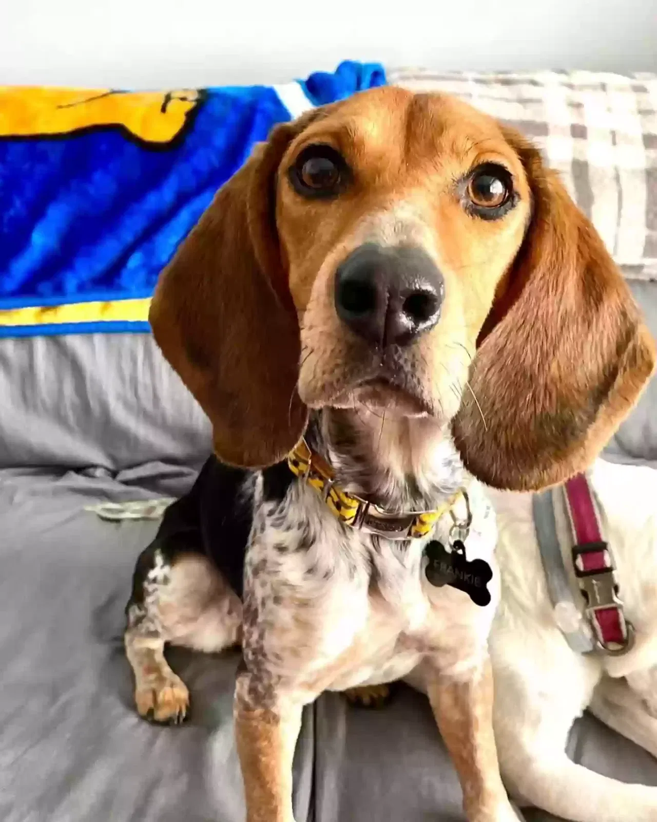 Lost dog in Louisville, KY, 40214
