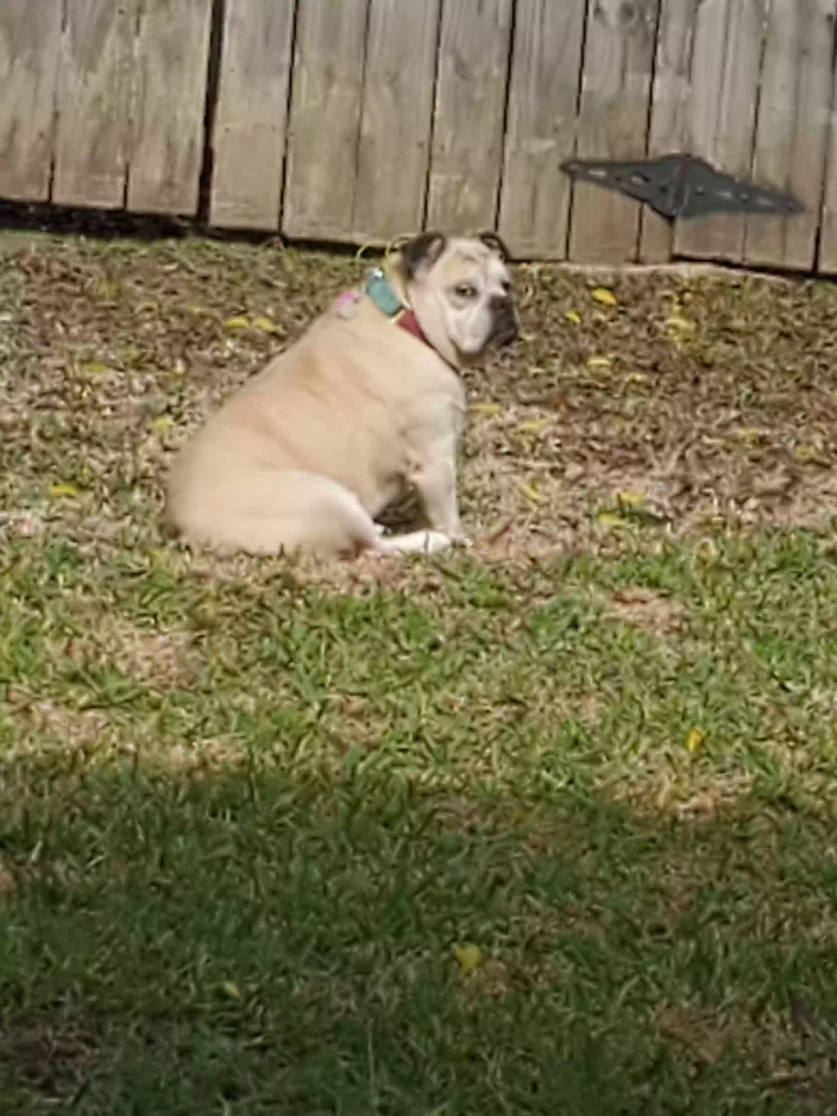 Lost dog in Baton Rouge, LA, 70806