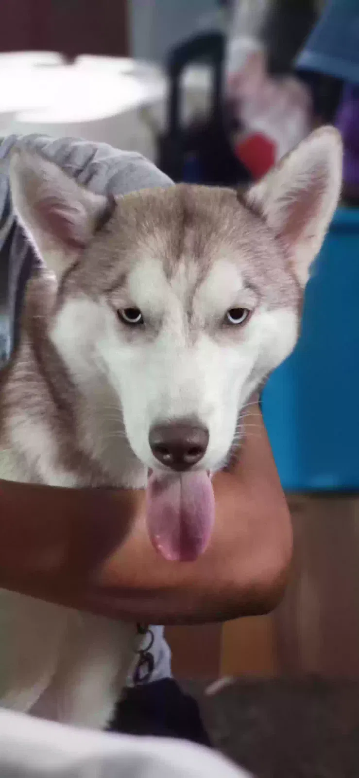 Lost dog in Houston, TX, 77008