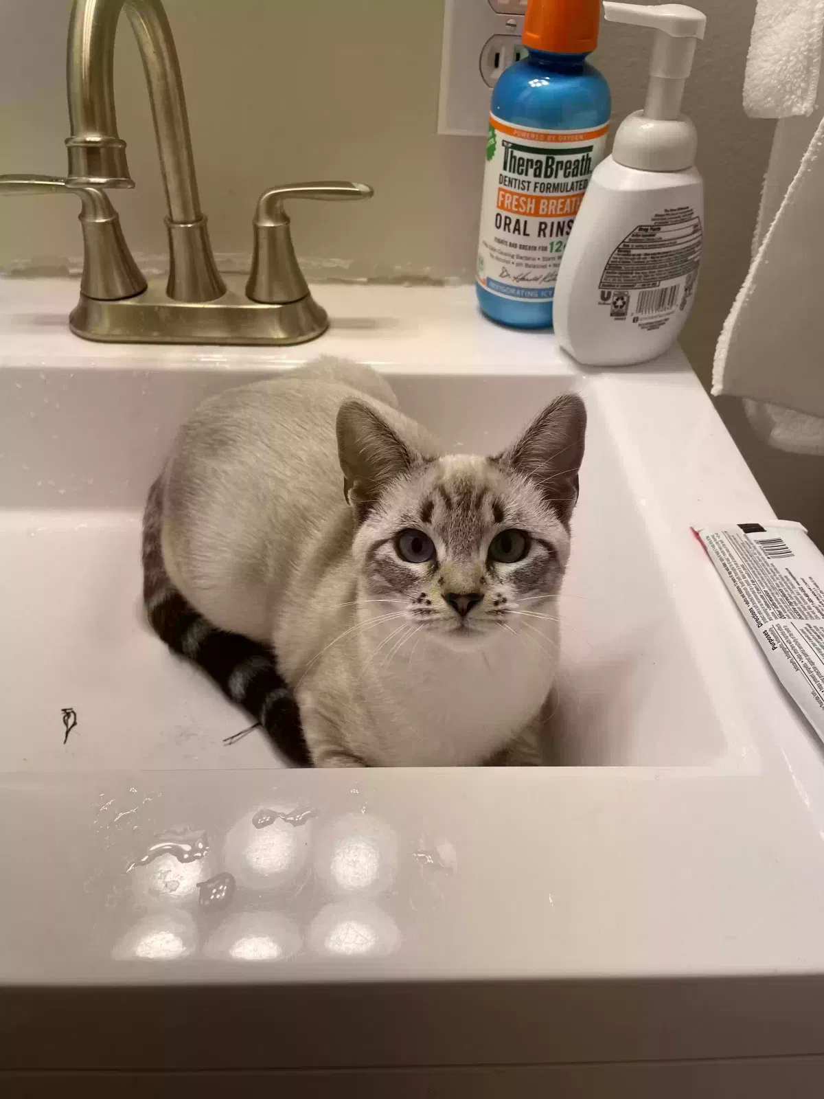 Lost cat in Fresno, CA, 93726