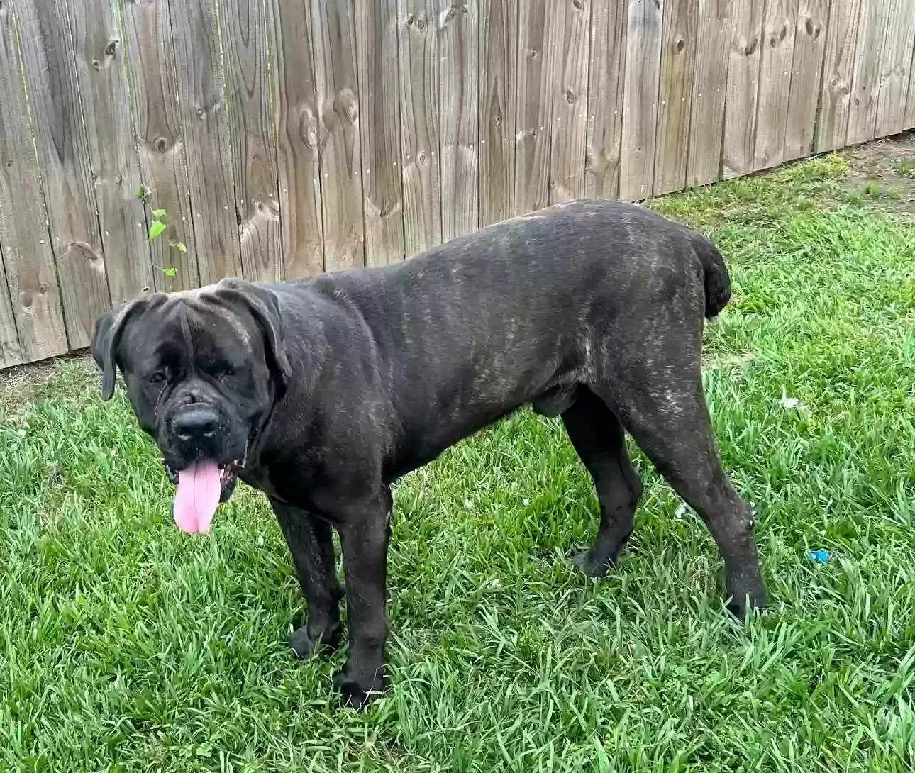Lost dog in Kenner, LA, 70062