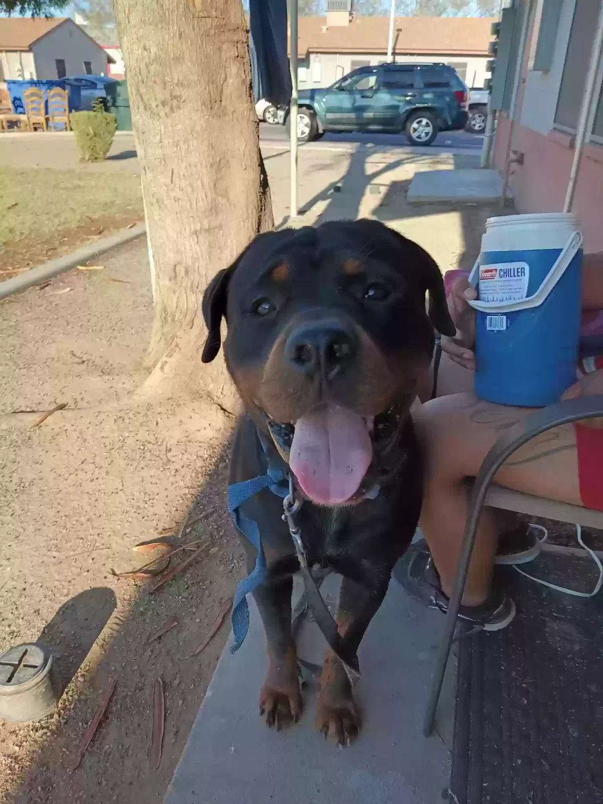 Lost dog in Phoenix, AZ, 85007