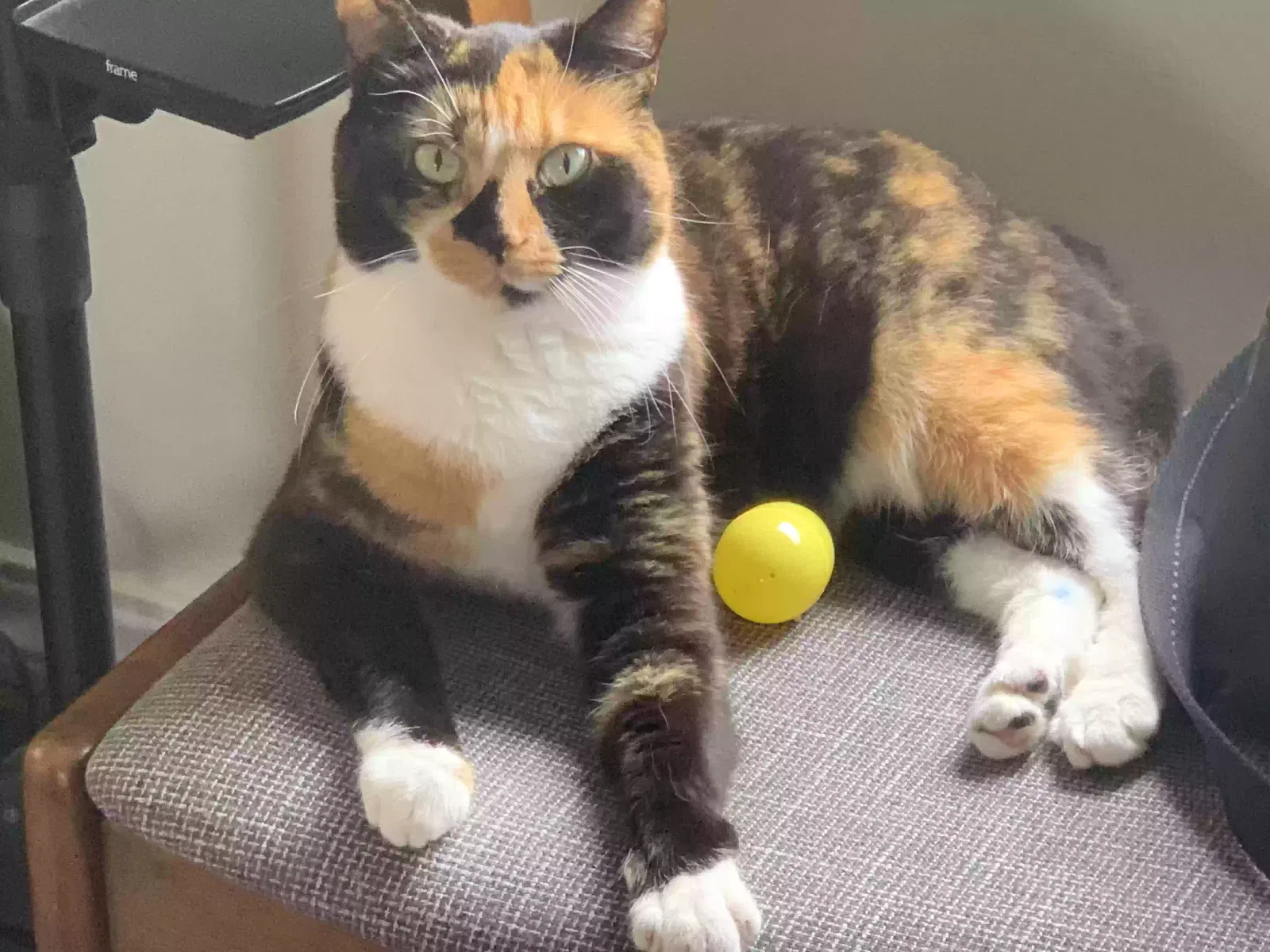Lost cat in Meridian, ID, 83646
