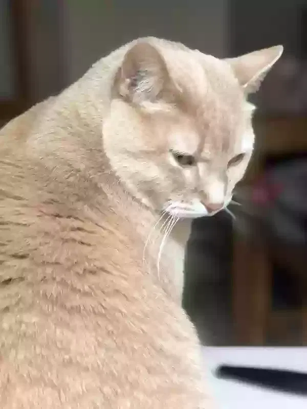 Lost cat in Denver, CO, 80228