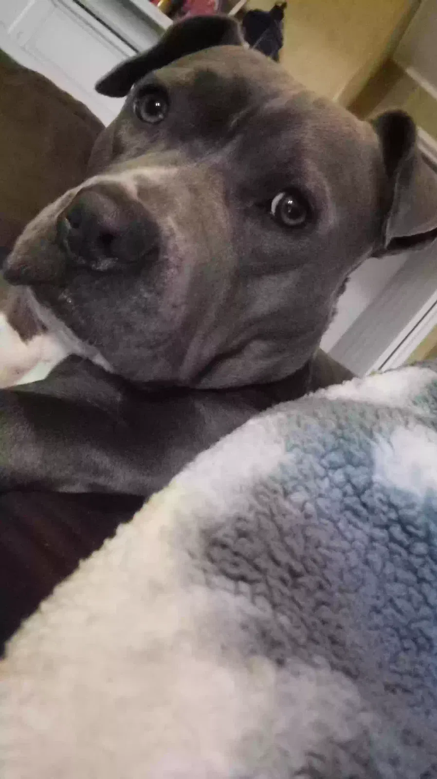 Lost dog in Georgetown, SC, 29440