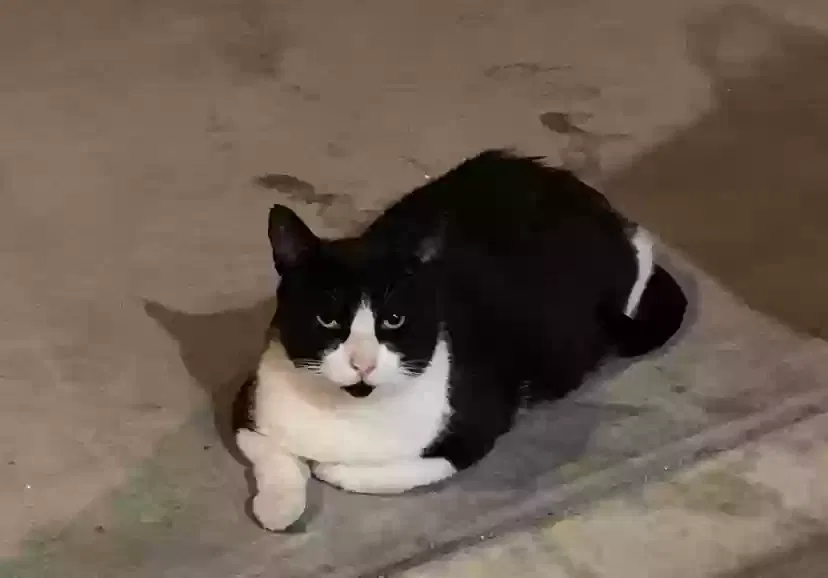 Lost cat in Redlands, CA, 92373