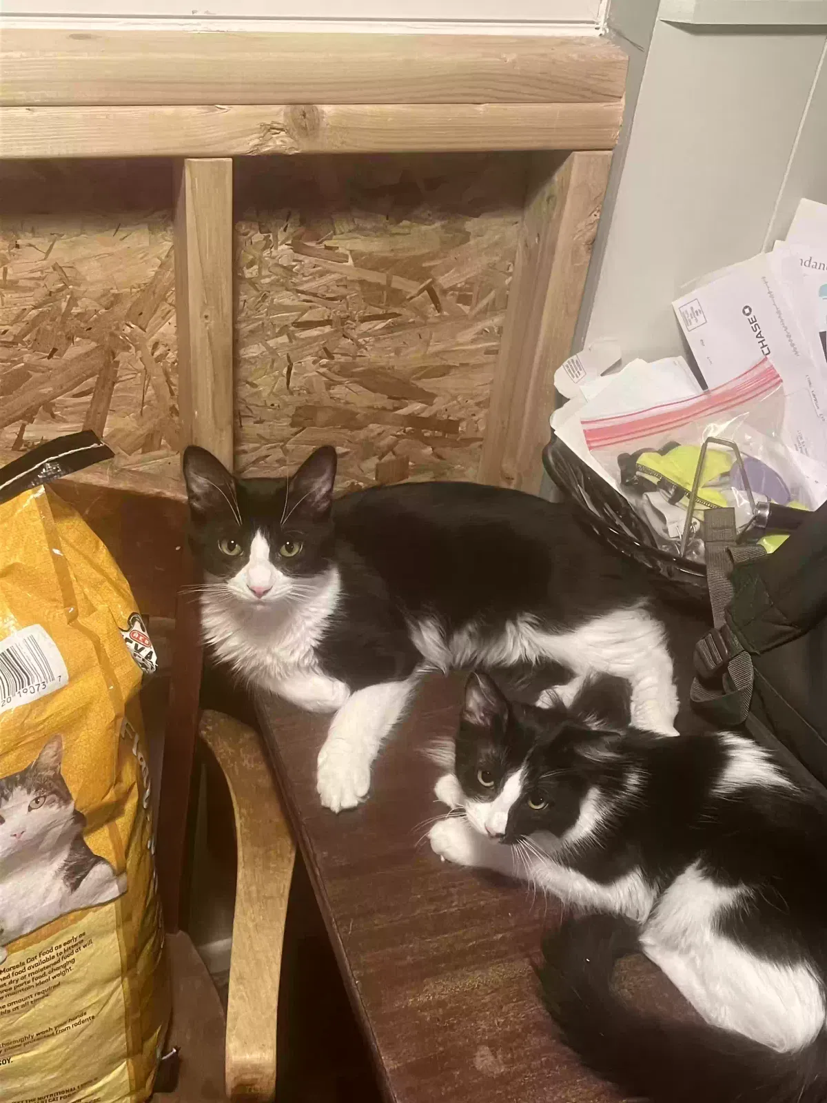 Lost cat in San Antonio, TX, 78217