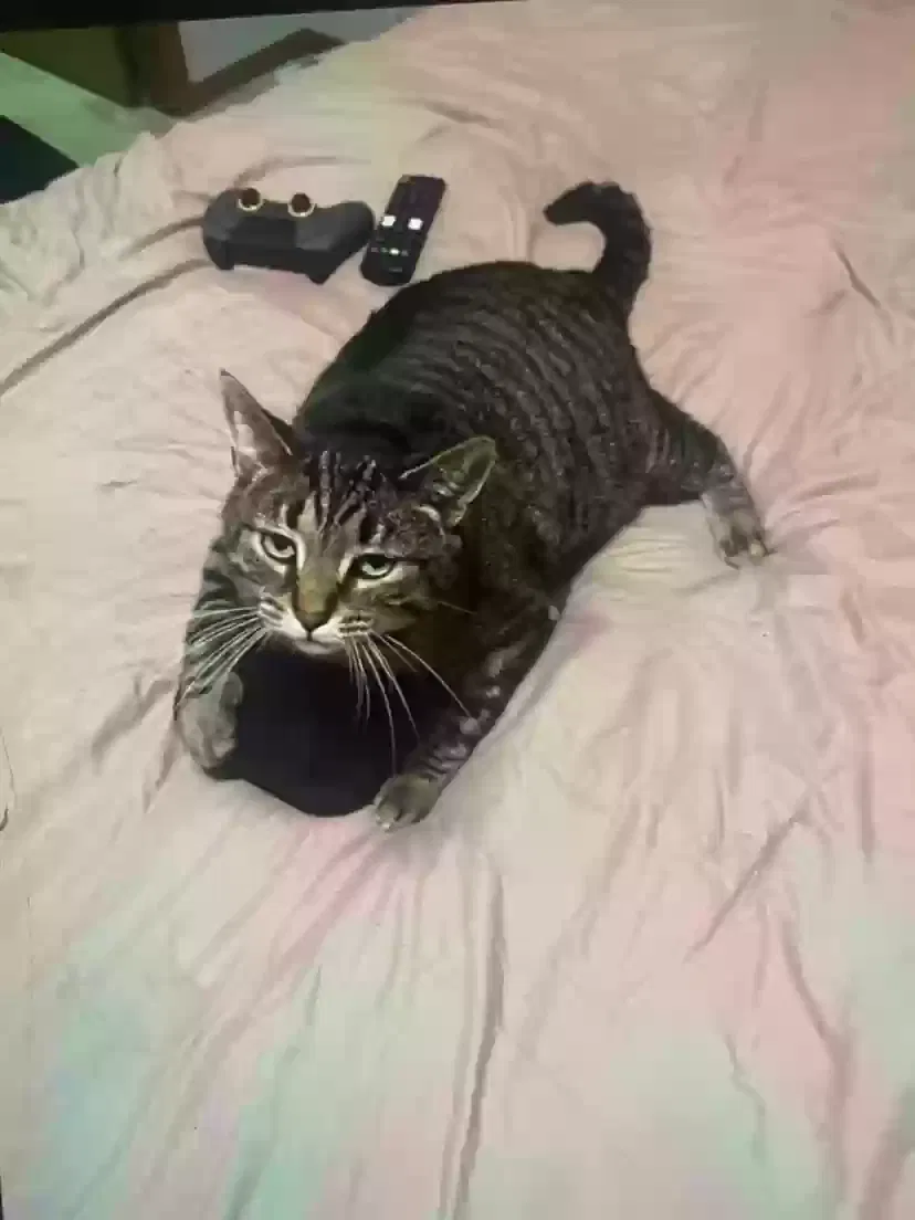 Lost cat in Delaware, OH, 43015