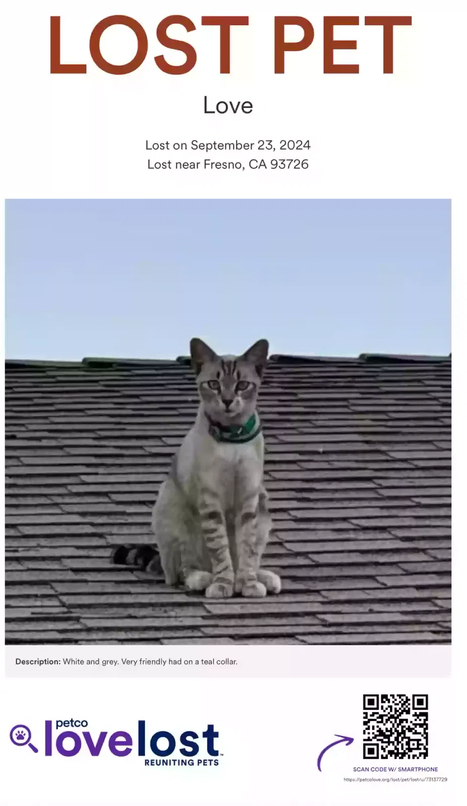 Lost cat in Fresno, CA, 93726