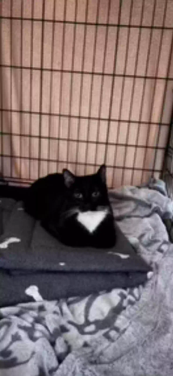 Lost cat in Colorado Springs, CO, 80920