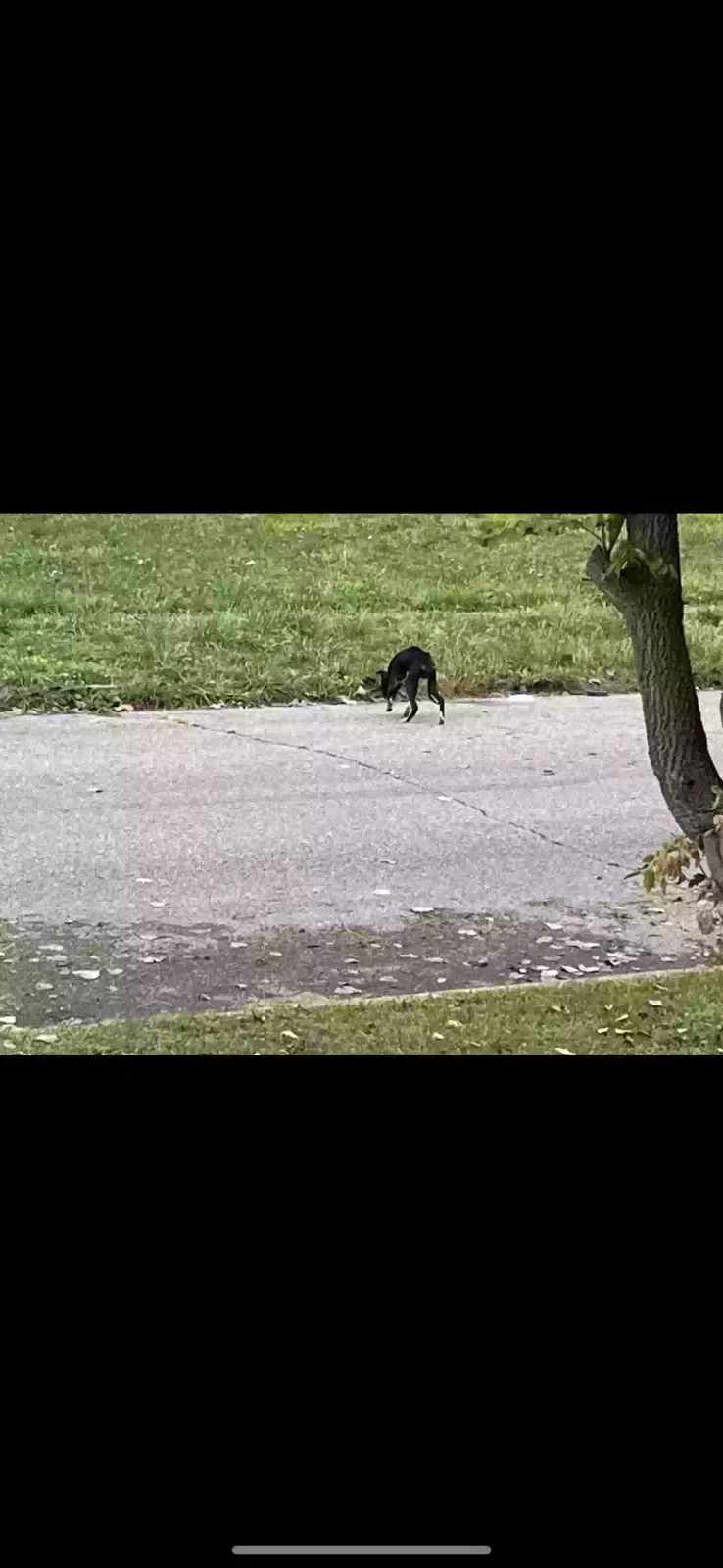 Found dog in Saint Clair Shores, MI, 48080
