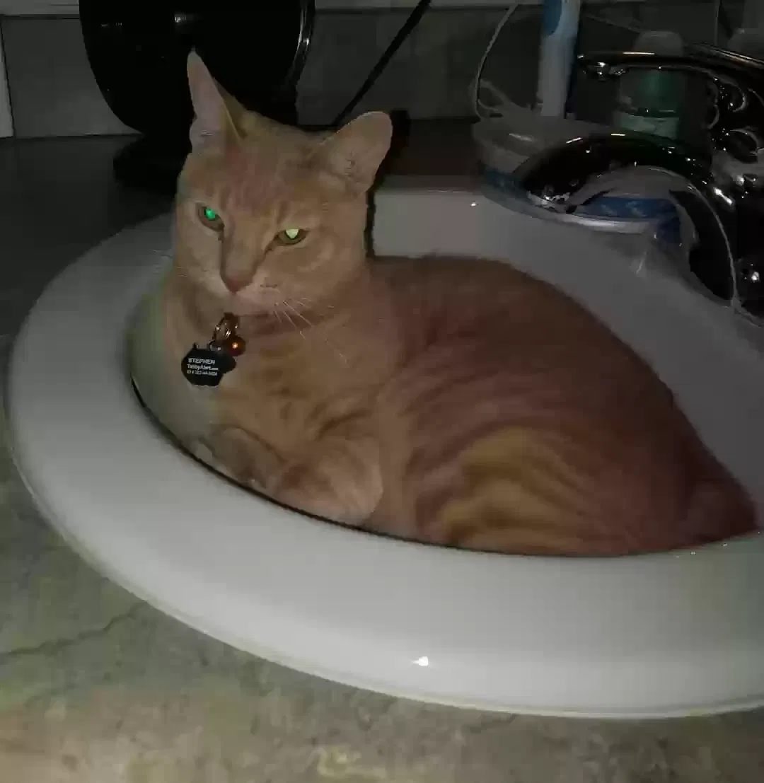 Lost cat in Alachua, FL, 32615