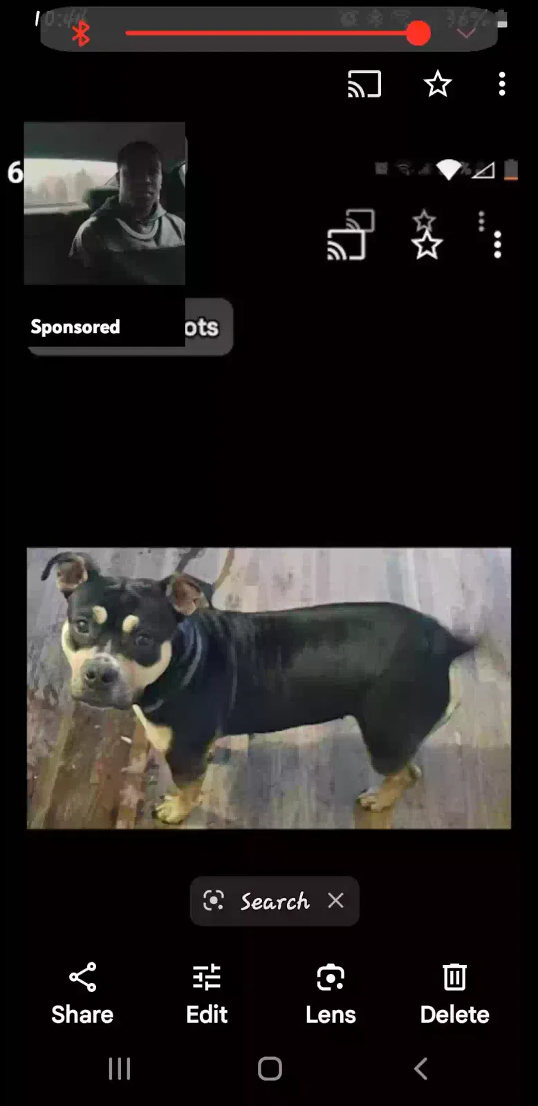 Lost dog in Danville, VA, 24541
