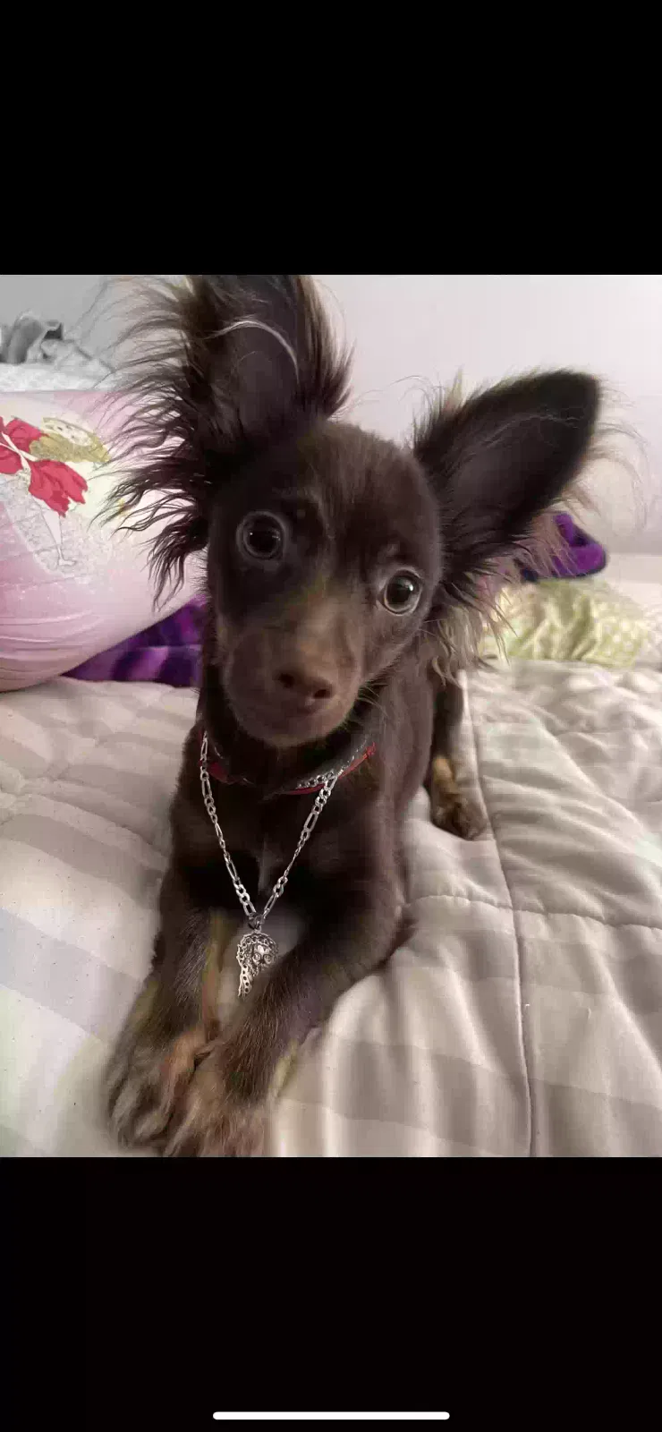 Lost dog in Claremont, CA, 91711