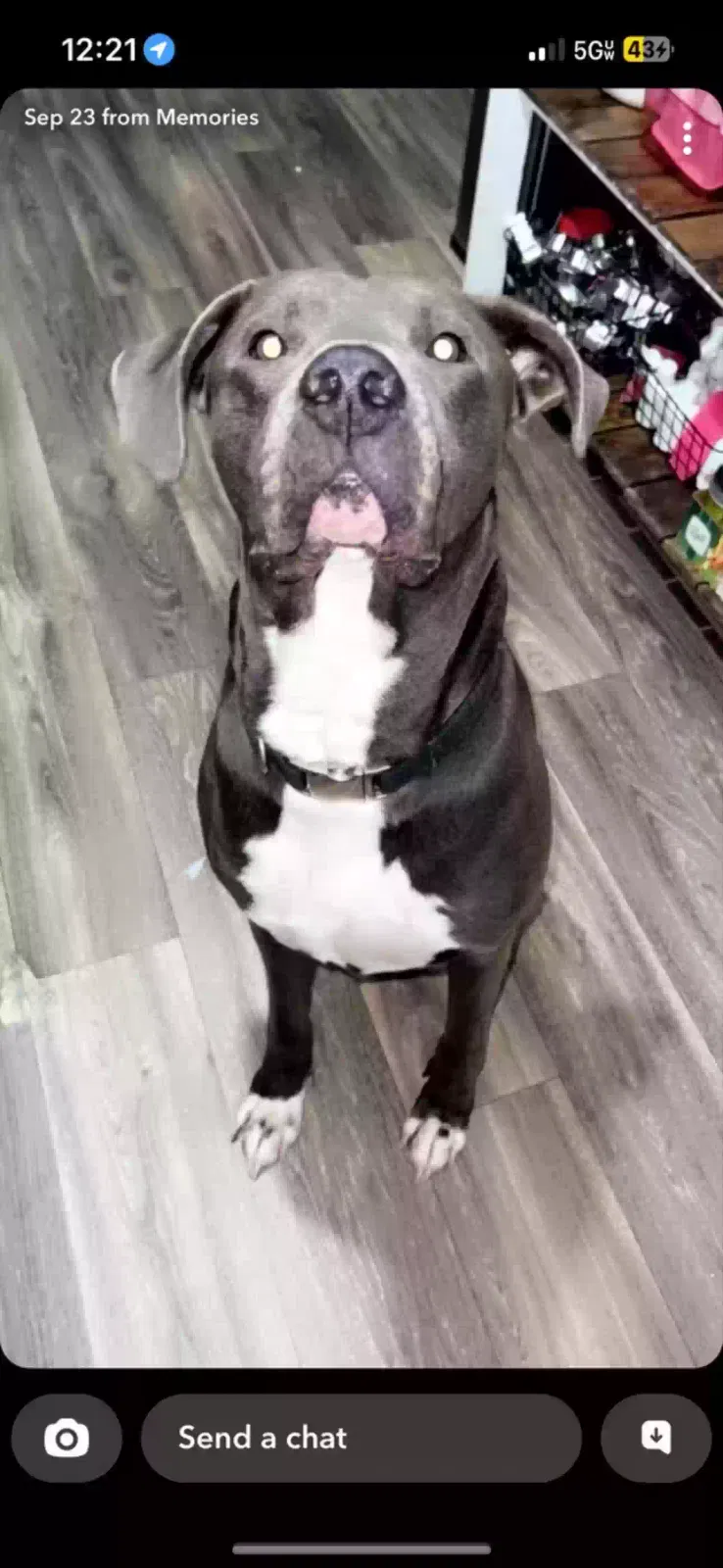 Lost dog in Lillington, NC, 27546