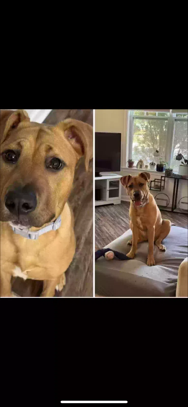 Lost dog in Youngsville, NC, 27596