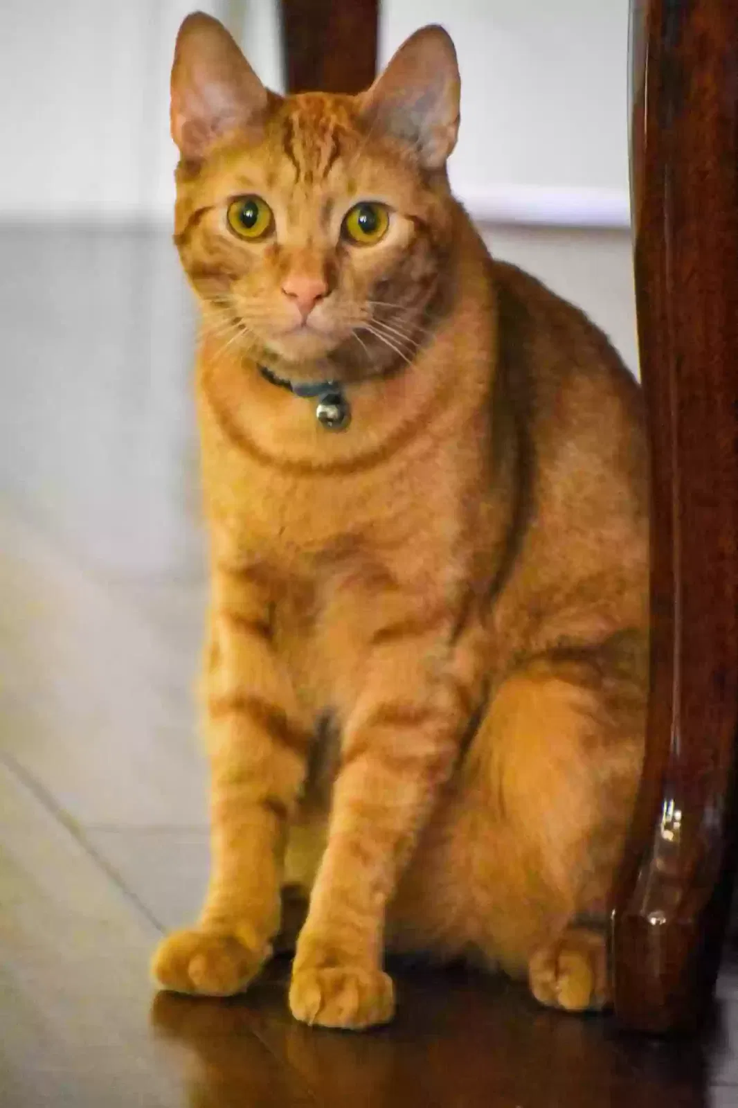 Lost cat in Kerman, CA, 93630