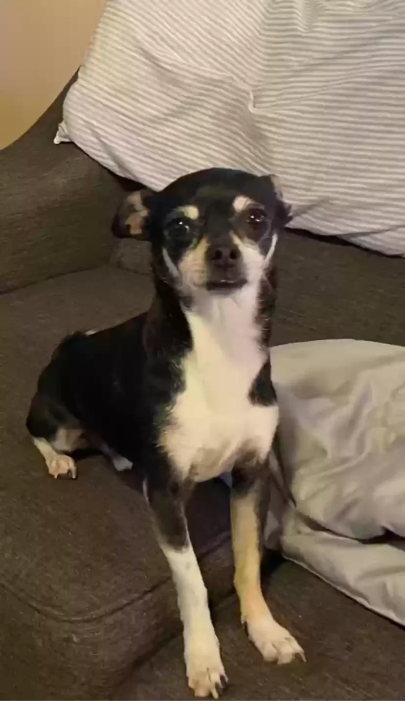 Lost dog in Albuquerque, NM, 87105