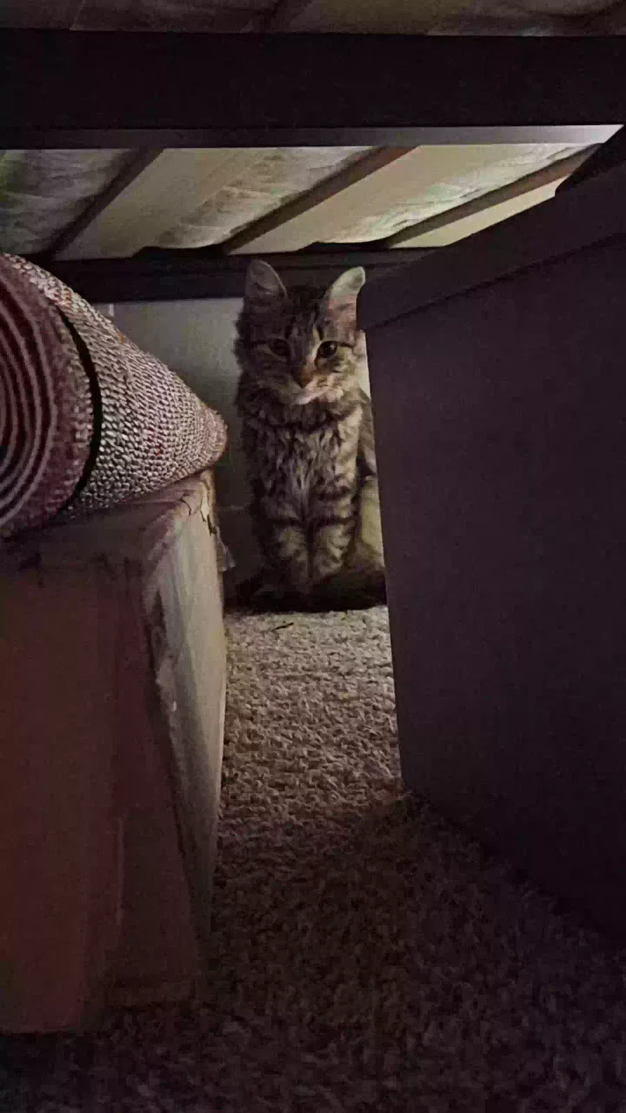 Lost cat in Saint Paul, MN, 55123