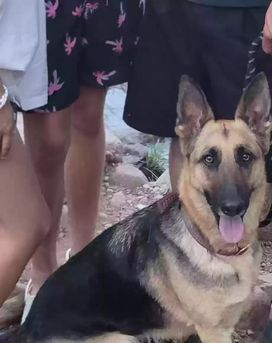 Lost dog in Phoenix, AZ, 85023