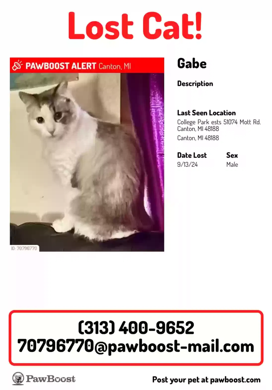 Lost cat in Canton, MI, 48188