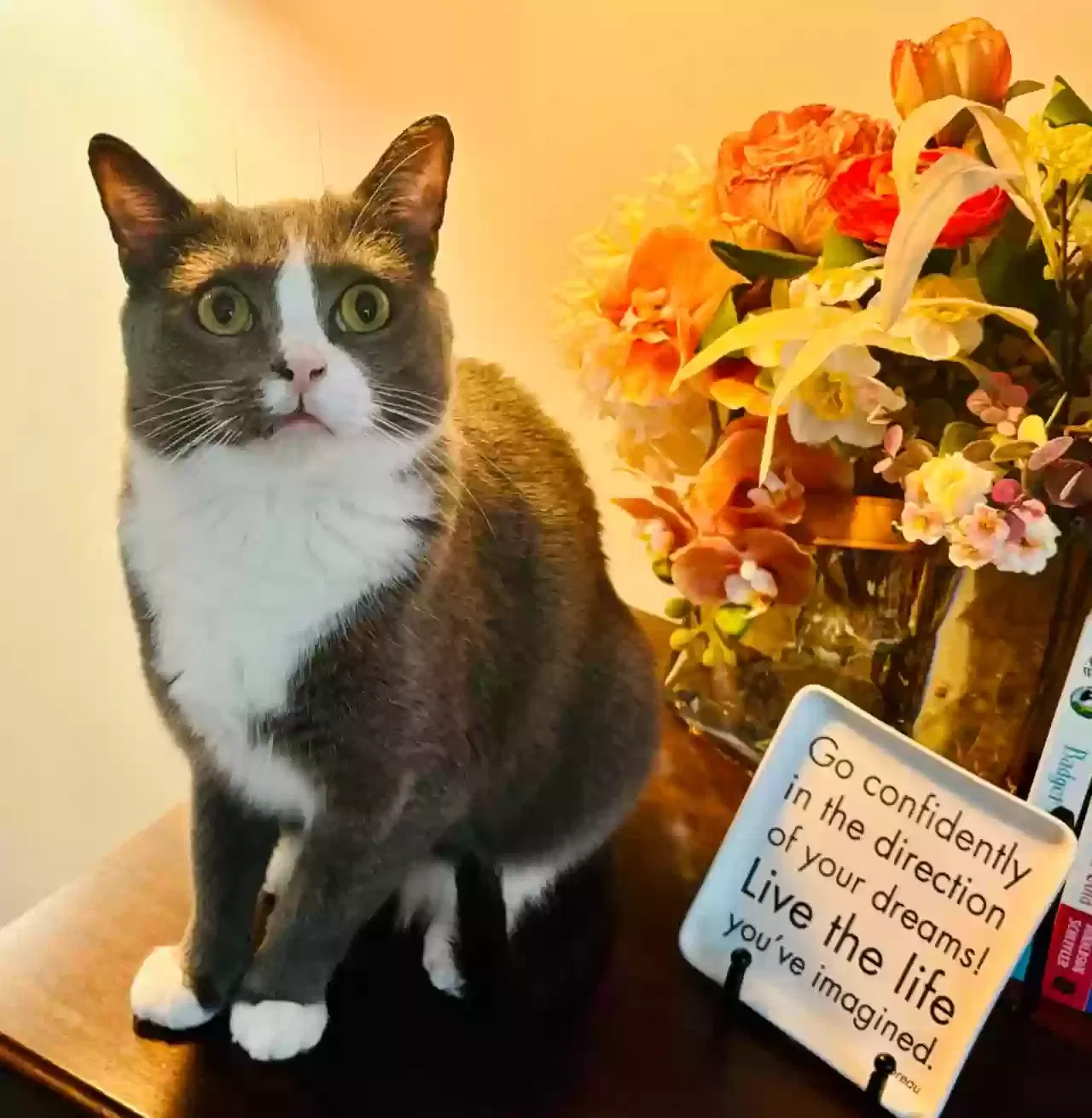 Lost cat in Salt Lake City, UT, 84115