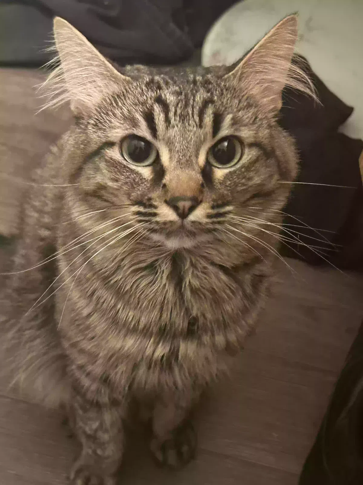 Lost cat in Phoenix, AZ, 85032