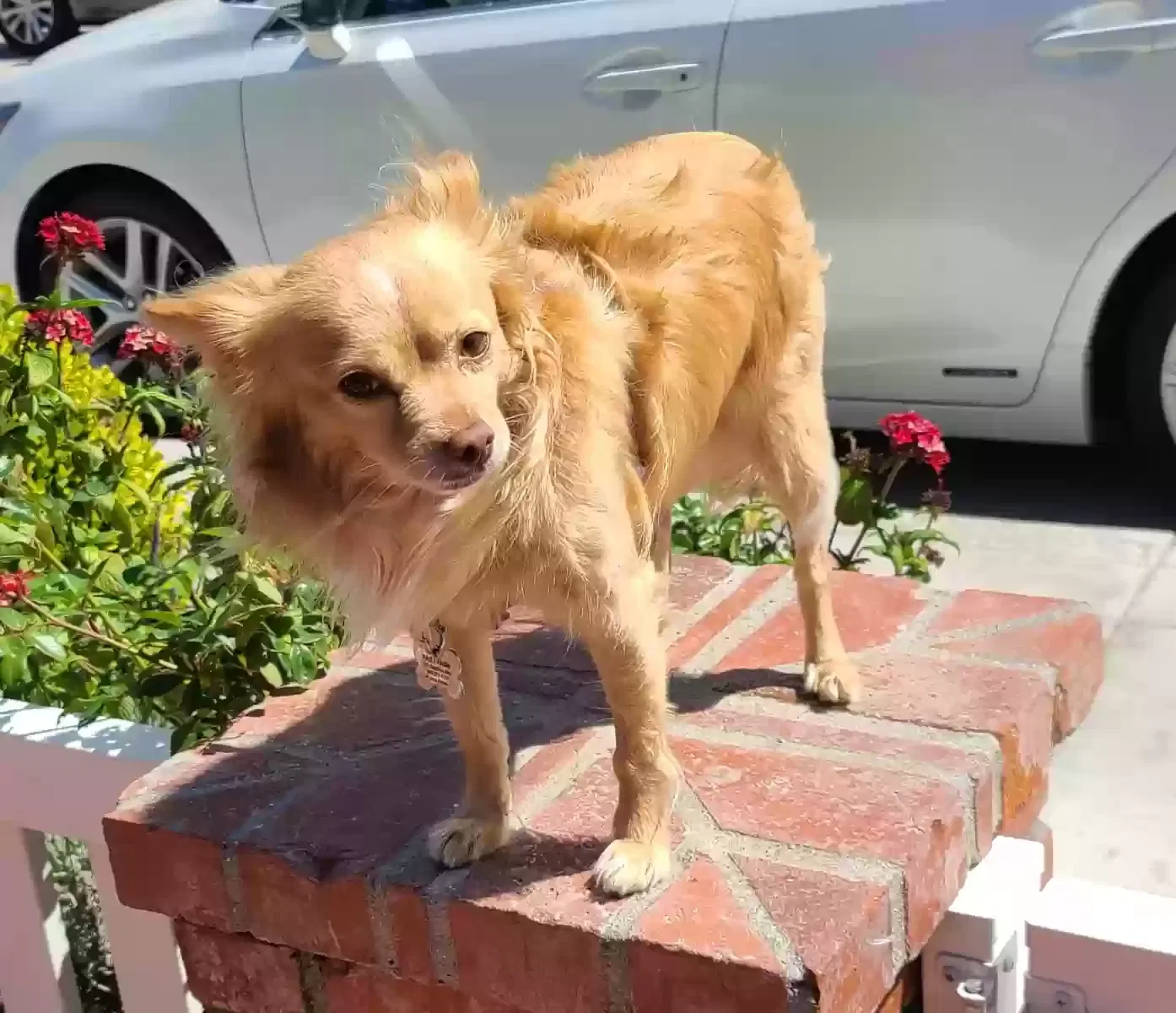 Lost dog in Newport Beach, CA, 92662