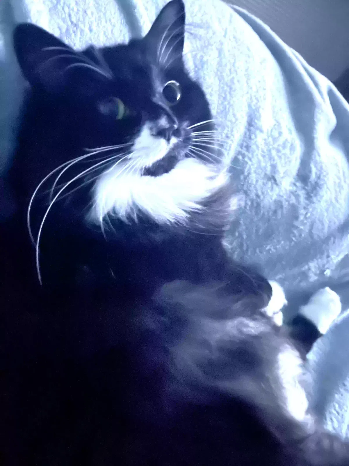 Lost cat in Belpre, OH, 45714