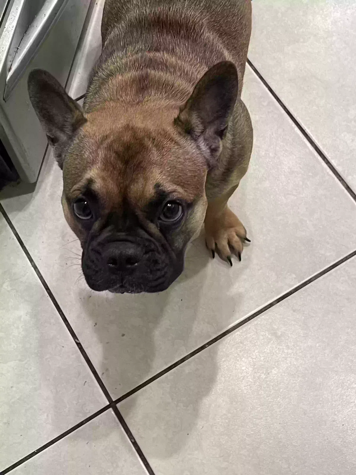 Lost dog in Fort Lauderdale, FL, 33321