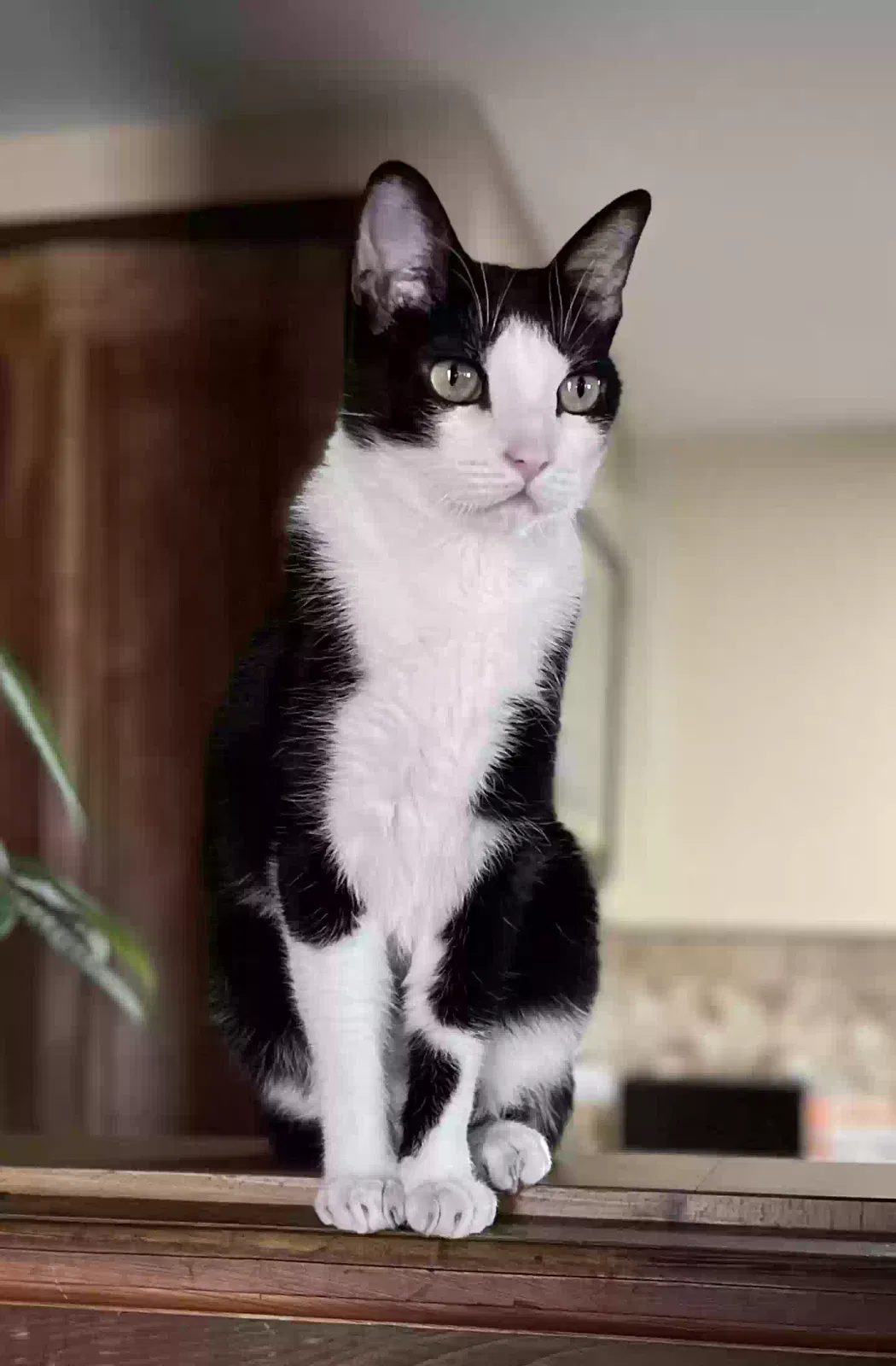 Lost cat in Mandeville, LA, 70448