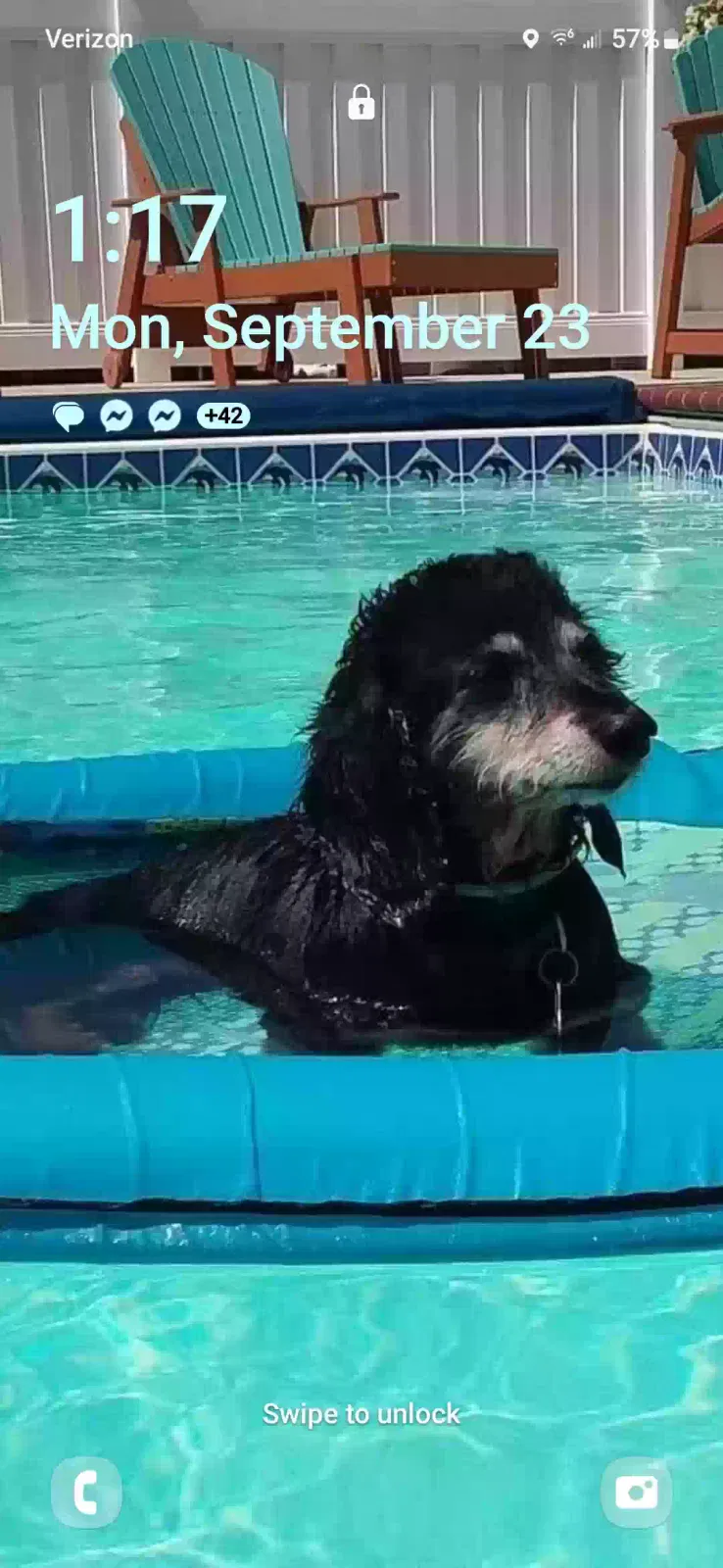 Lost dog in Lancaster, PA, 17603